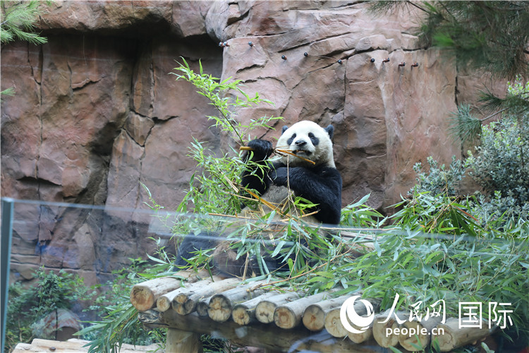 2、“云川”和“鑫寶”落戶圣迭戈動(dòng)物園，開(kāi)啟了新一輪中美大熊貓保護(hù)合作。 人民網(wǎng)記者 李志偉攝